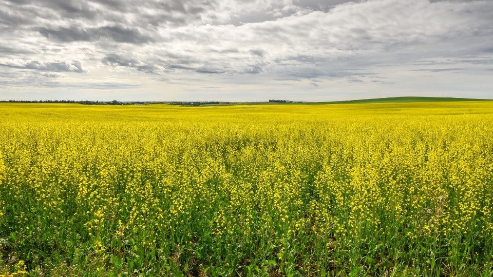 Canola Fields, Airdrie, AB