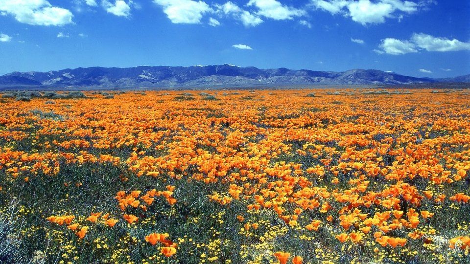 Poppy Reserve, Lancaster, CA