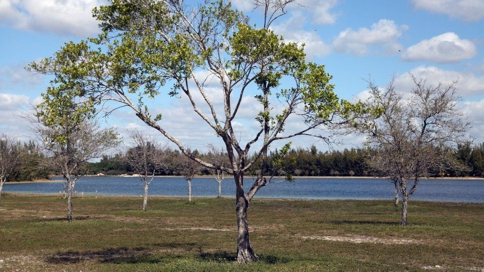 Amelia Earhart Park