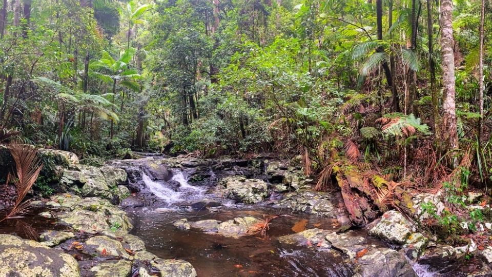 Nightcap National Park in Lismore, NSW