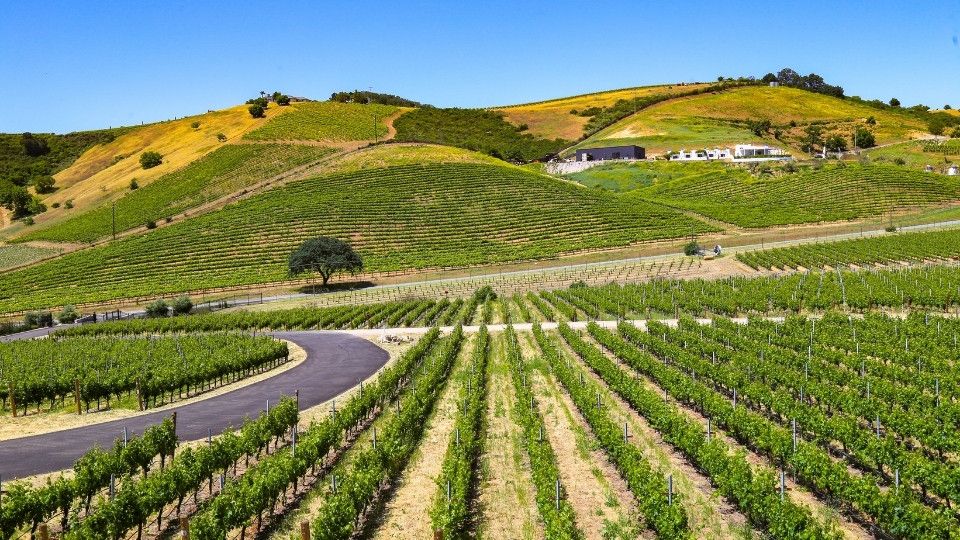 Vineyards in Paso Robles, California