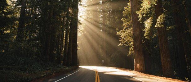 Car driving on a forest road