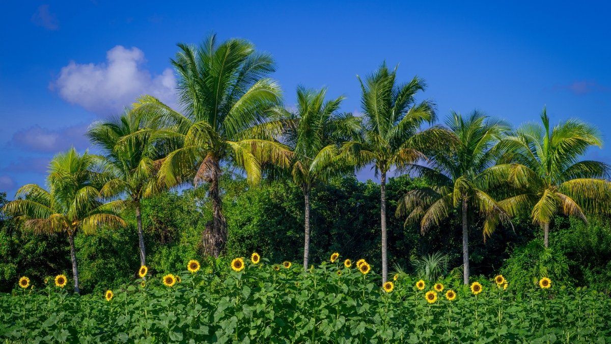 Palms and Sunflowers, Homestead, FL