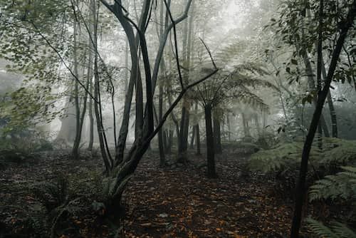 A photo of trees within Dandenong Ranges, Mount Dandenong.