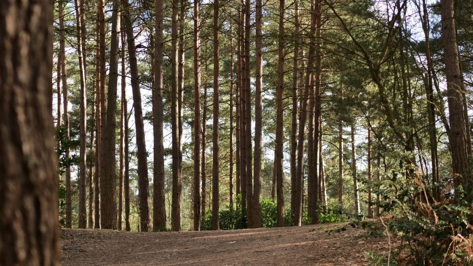Swinley Forest, Bracknell, UK