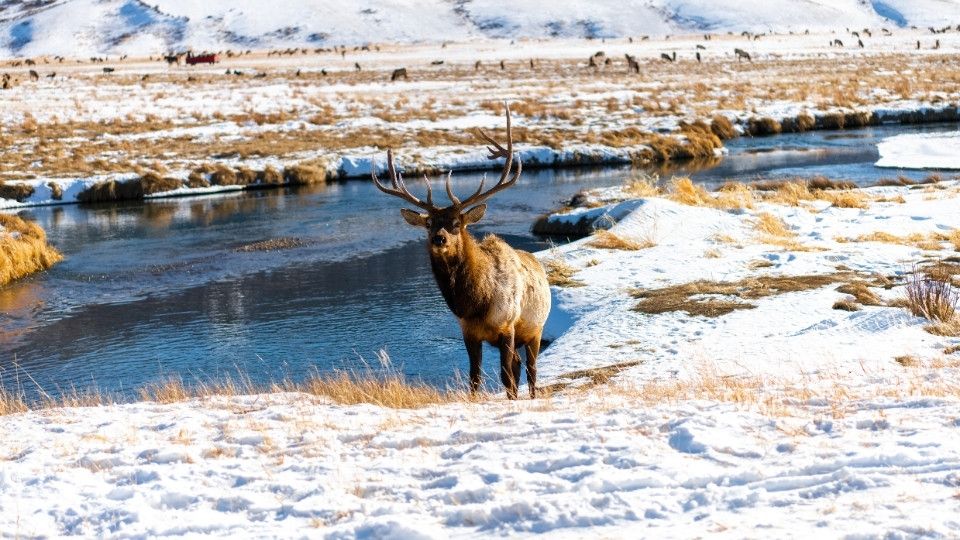 National Elk Refuge, Jackson