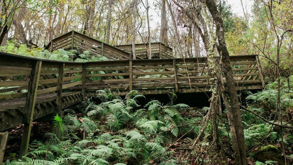 Devil's Millhopper Geological State Park, Gainesville, FL