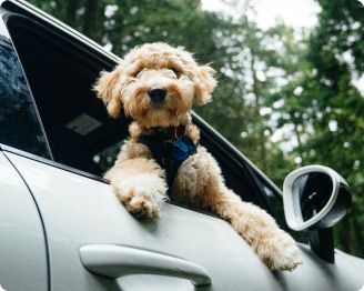 Cute dog looking out the window of SUV rental alternative booked on Turo