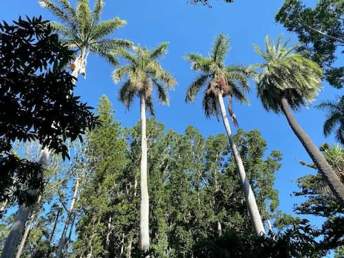 A photo of palm trees in Rockhampton, a popular attraction for visitors who hire a car.